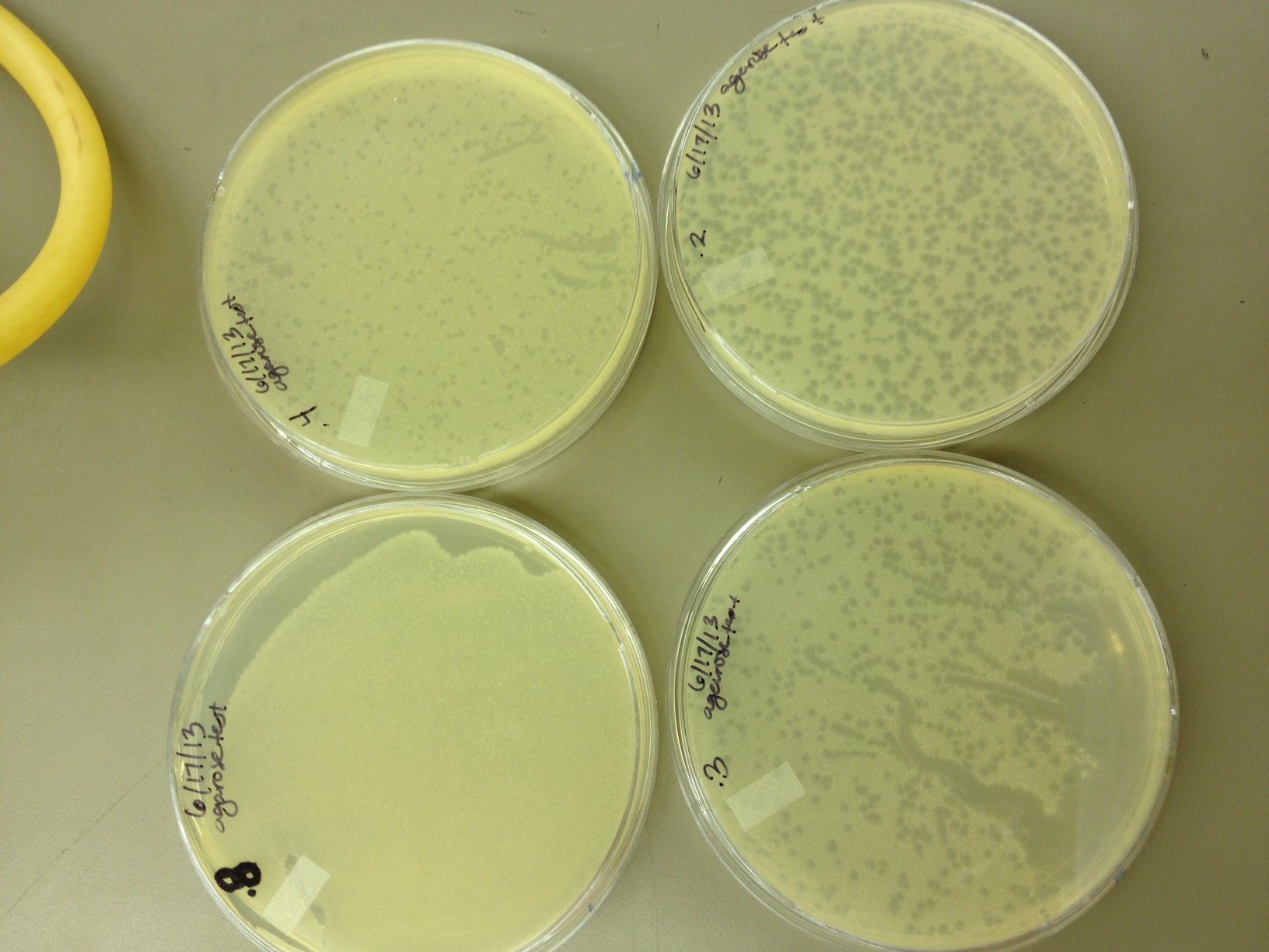 agarose concentrations from .8% to .2% plaque sizes increase as concentration of agarose decreases