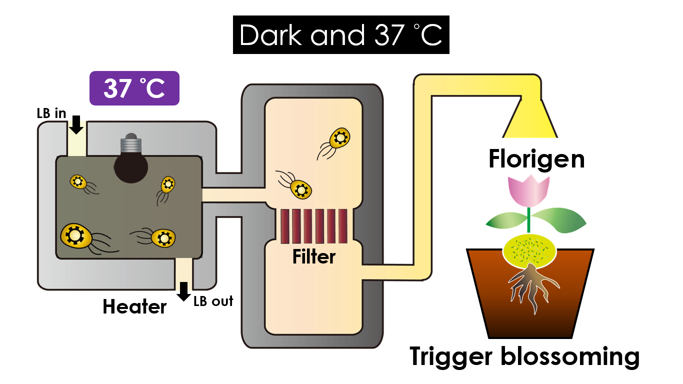 Fig 19.  Florigen production under the condition of dark and 37°C