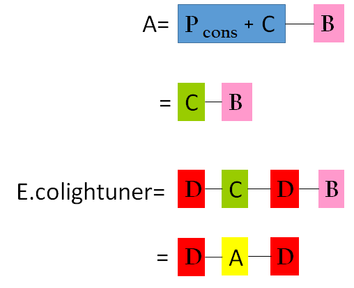 Figure 13. the final model for E.colightuner . A = Figure2. B = Figure3. C = 37 degree celsius RBS , D = red promoter
