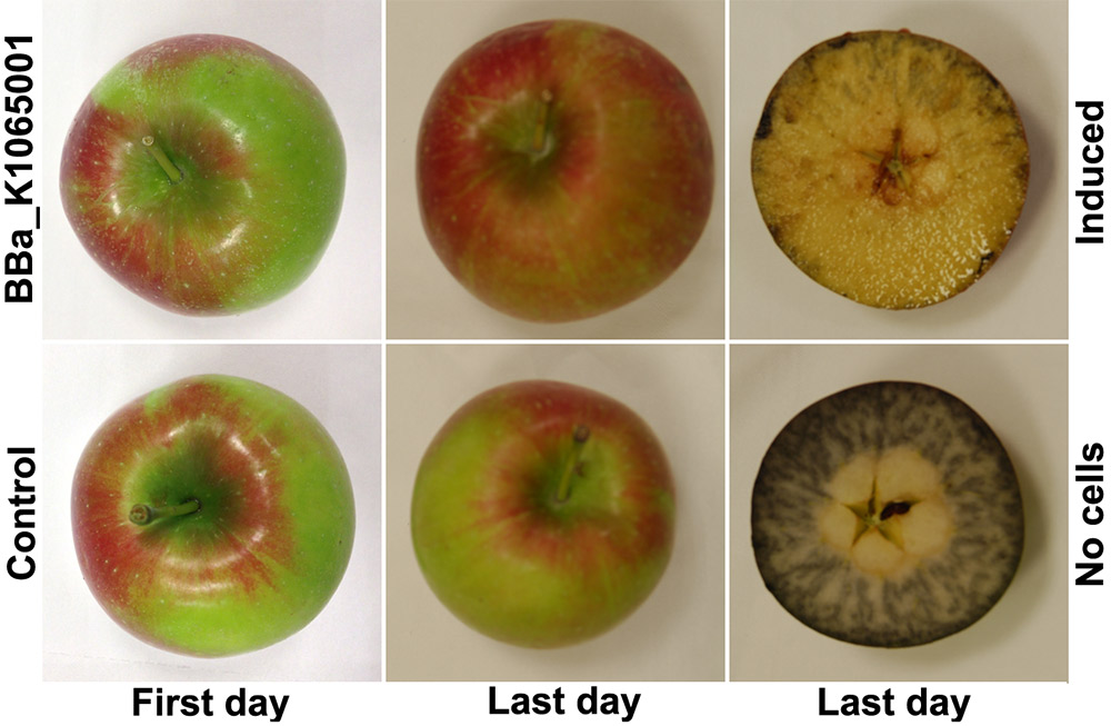 fruit ripening experiment