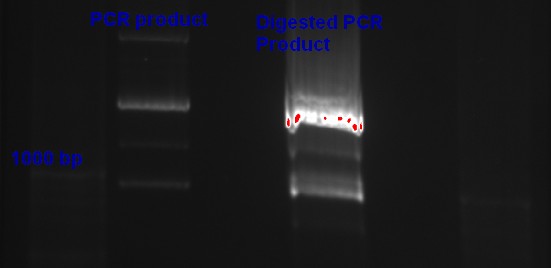 PCR digestion.jpg