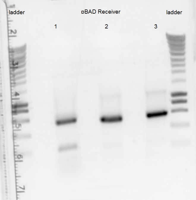 130913 pBADReceiver Colony PCR negResult.jpg
