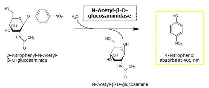 600px Figure 24. β-N-Acetylglucosaminidase catalyzed hydrolysis of the chromogenic substrate pNP-GluNAc.