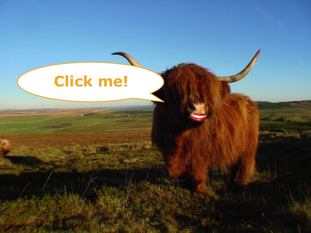 Highland-cow.jpg