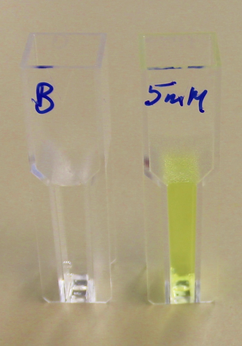 The release of 4-Nitrophenol from para-Nitrophenyl butyrate is accompanied by a colour change from colourless to yellow. The cuvette on the left is the blank, containing 1 mL of 100 mM potassium phosphate buffer and 2.5 µL of purified PHB depolyermase (phaz1). The cuvette on the right contains the same amount of buffer and enzyme, with the addition of the 5mM of para-Nitrophenyl butyrate (final concentration). This is the colour change after 10 minutes. Image by Imperial College London iGEM 2013.