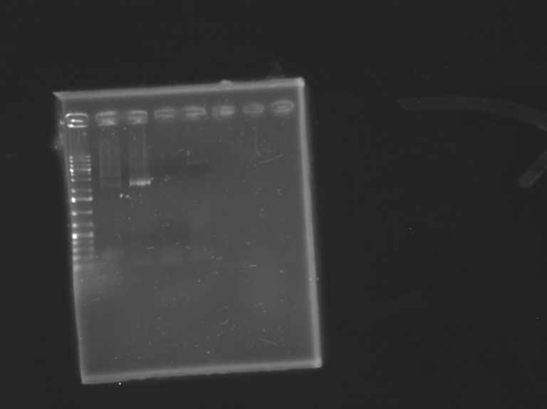 13-09-05 top down PCR SPCR1,4,12,13.png