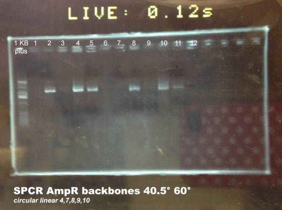 130814 SPCR AmpR backbones 40.5° 60° circular linear 4,7,8,9,10.jpg