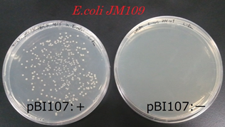 Biwakonagahama pBI107inE.coli kei7.png