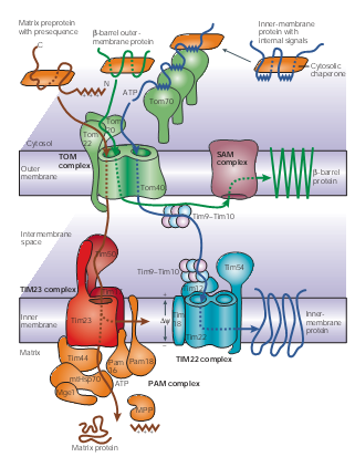 Figure1.protein-import pathways for mitochondrial proteins.png