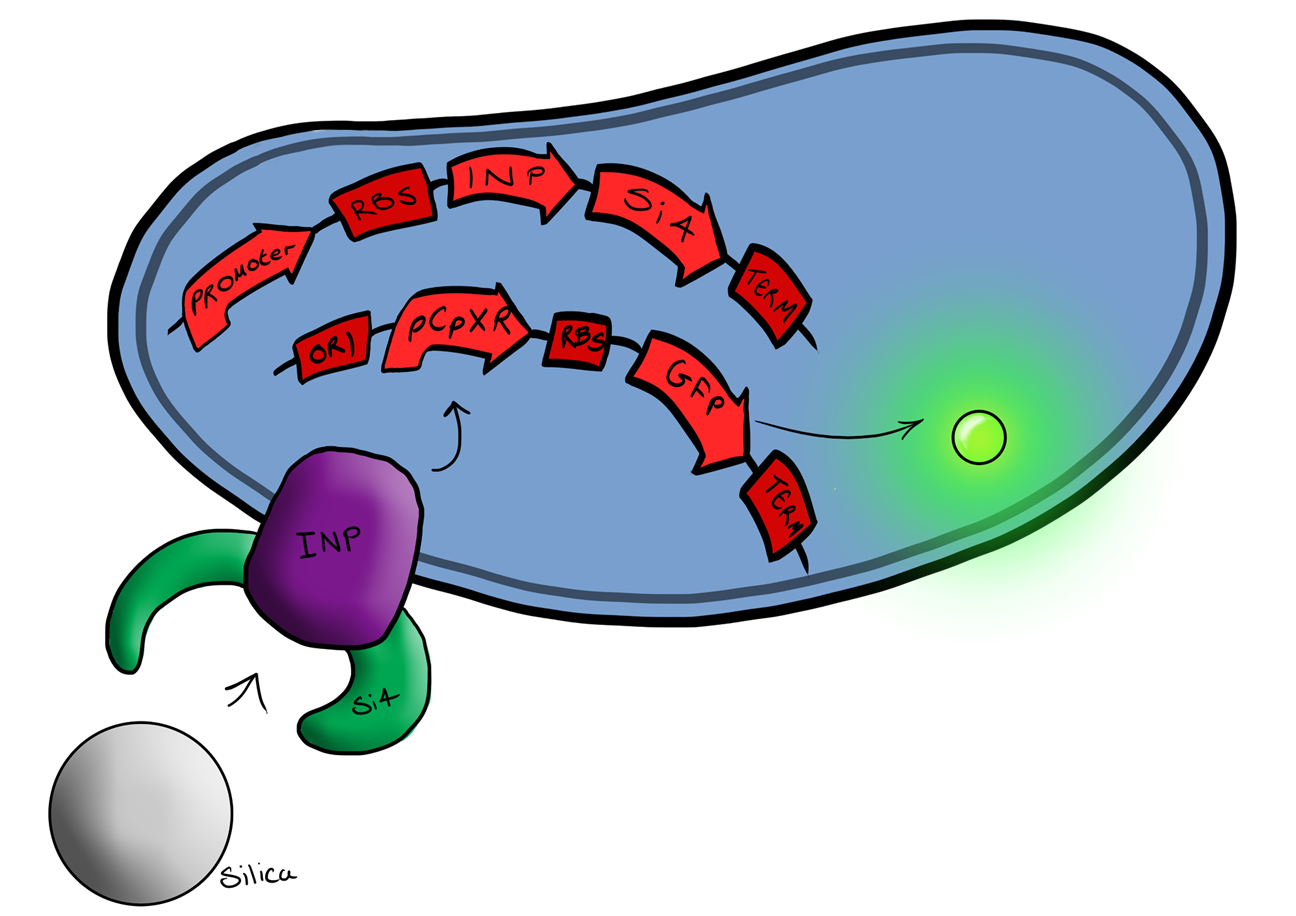 Cartoon schematic of Biosystem 3