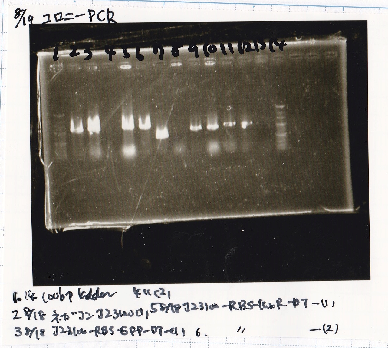 Igku Aug19electrophoresis1(Colony PCR).png
