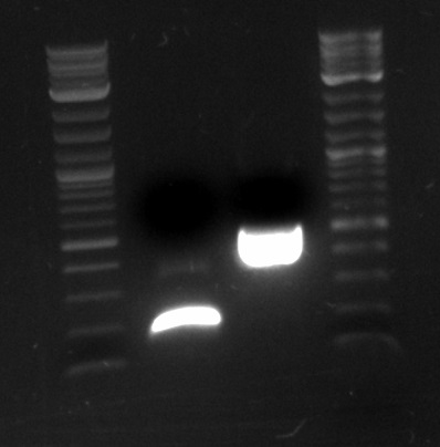 Fragments 2 and 8 PCR 7-1.jpg
