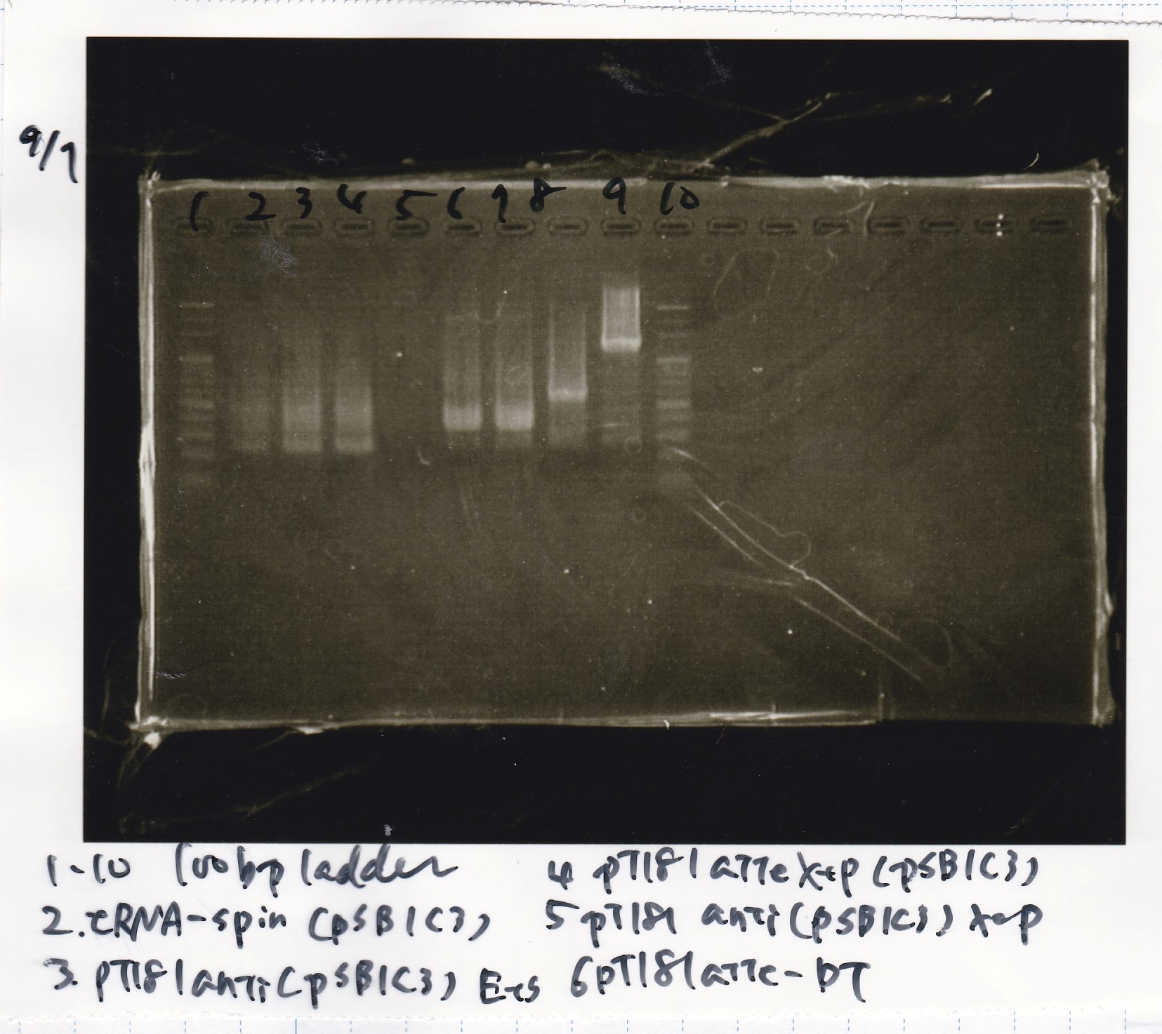 Igku Sep1 ligation production PCR.jpg
