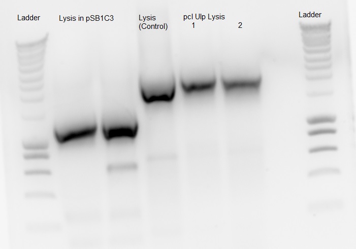 130910 PCR Lysispsb1C3 Lysis PclUlpLysis.jpg