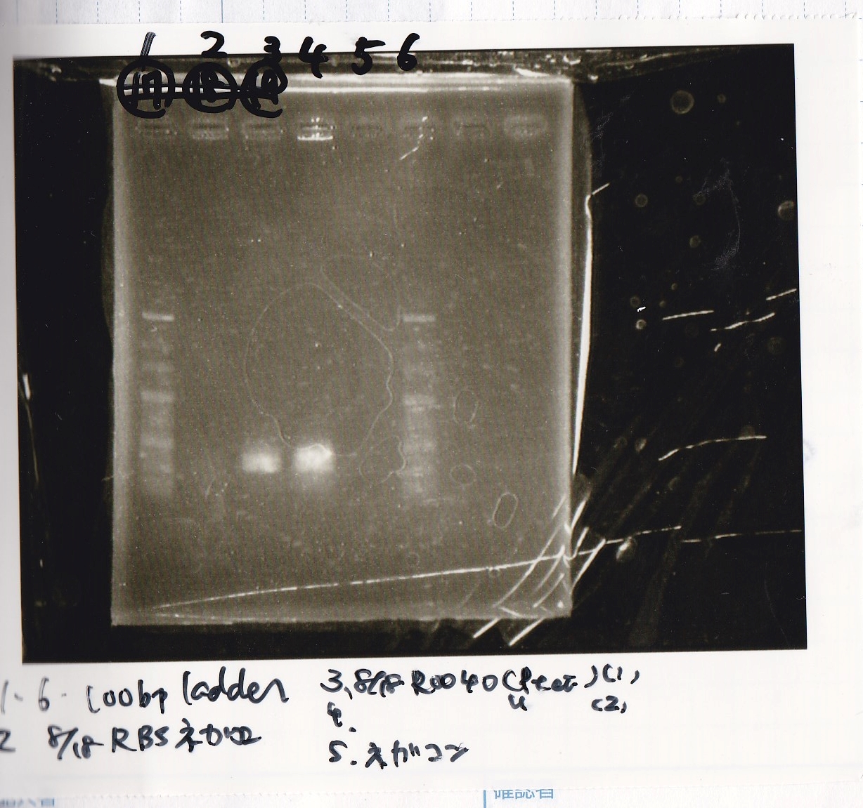 Igku Aug19electrophoresis1(colony PCR).png