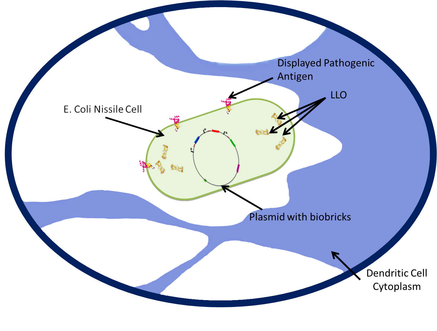 1. Phagocytosis of E. Coli Nissile Cell by a Dendritic Cell.png