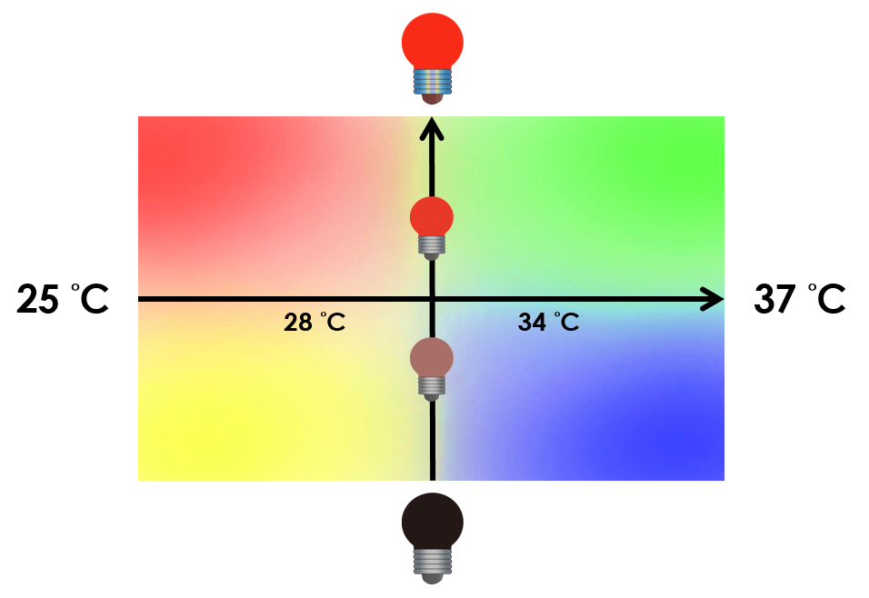 Fig 21.  Different pigment outputs by tuning the temporature between 30°C and 37°C and the intensity of red ligtht.