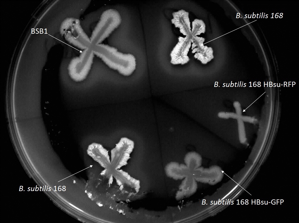 Barecillus august14 plate2.jpg