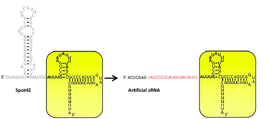 Figure 12. Artificial sRNA based on the Spot42 sRNA scaffold (yellow box). The bases (red) is target-recognition region from Vandana Sharma, Asami Yamamura & Yohei Yokobayashi. (2011) . "Engineering Artificial Small RNAs for Conditional Gene Silencing in E. coli". ACS Synthetic Biology.