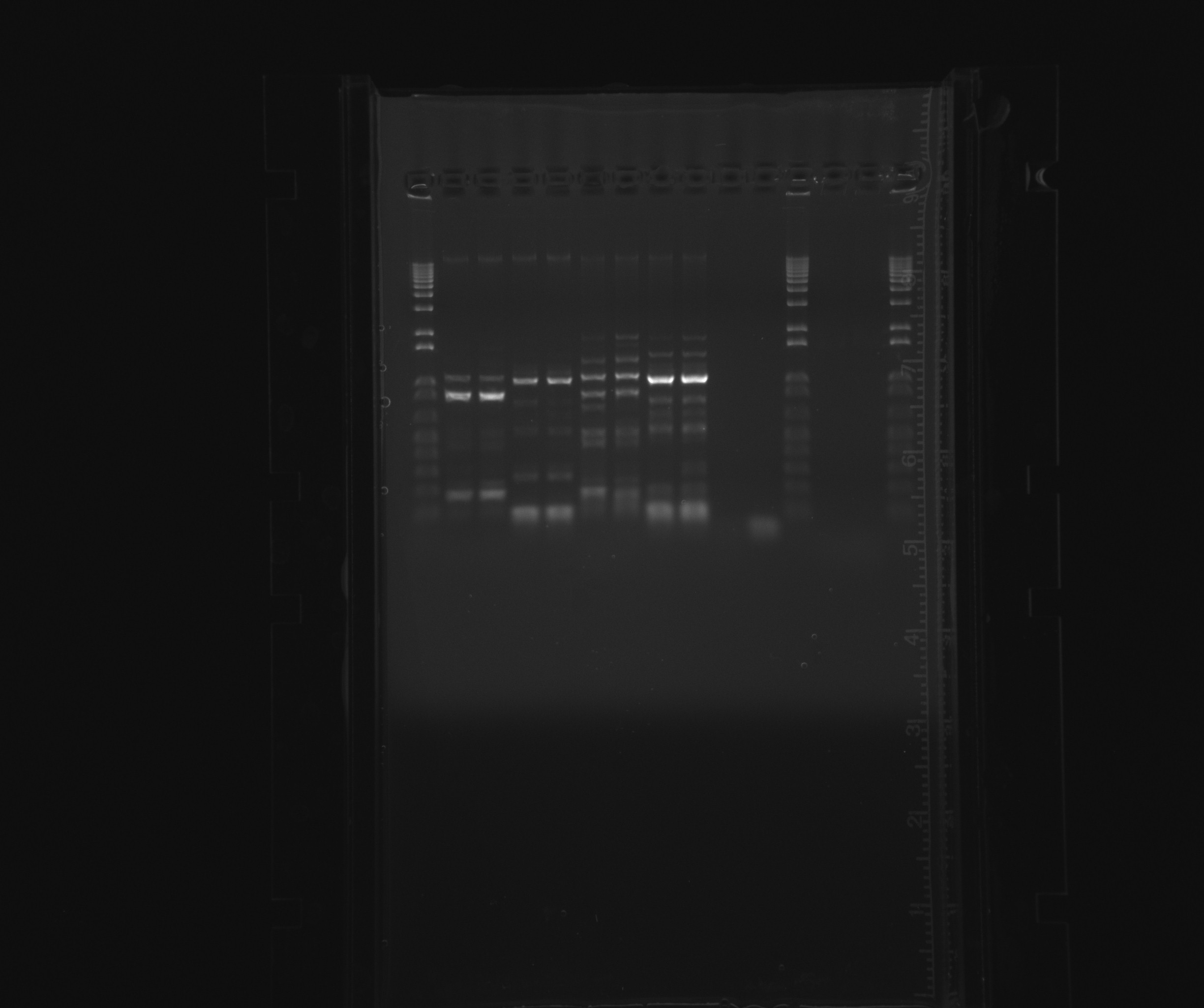 2013-07-30 Nir, plasmid isolation.jpg