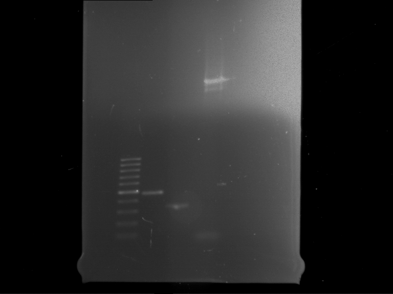 TUM13 20130606 PCR F61 F62 QCIV- P179.png