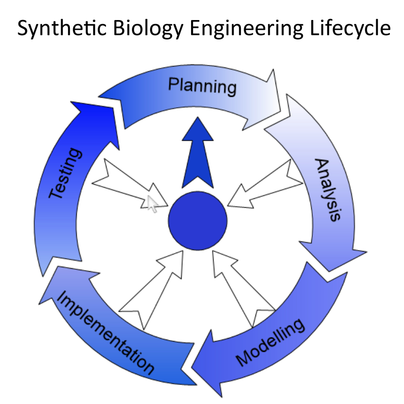 Synthetic Biology Cycle.png