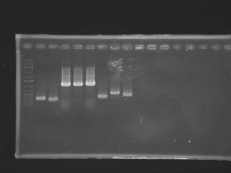 13-09-05 colony PCR pS005 C9-C16 BB verification primers.png