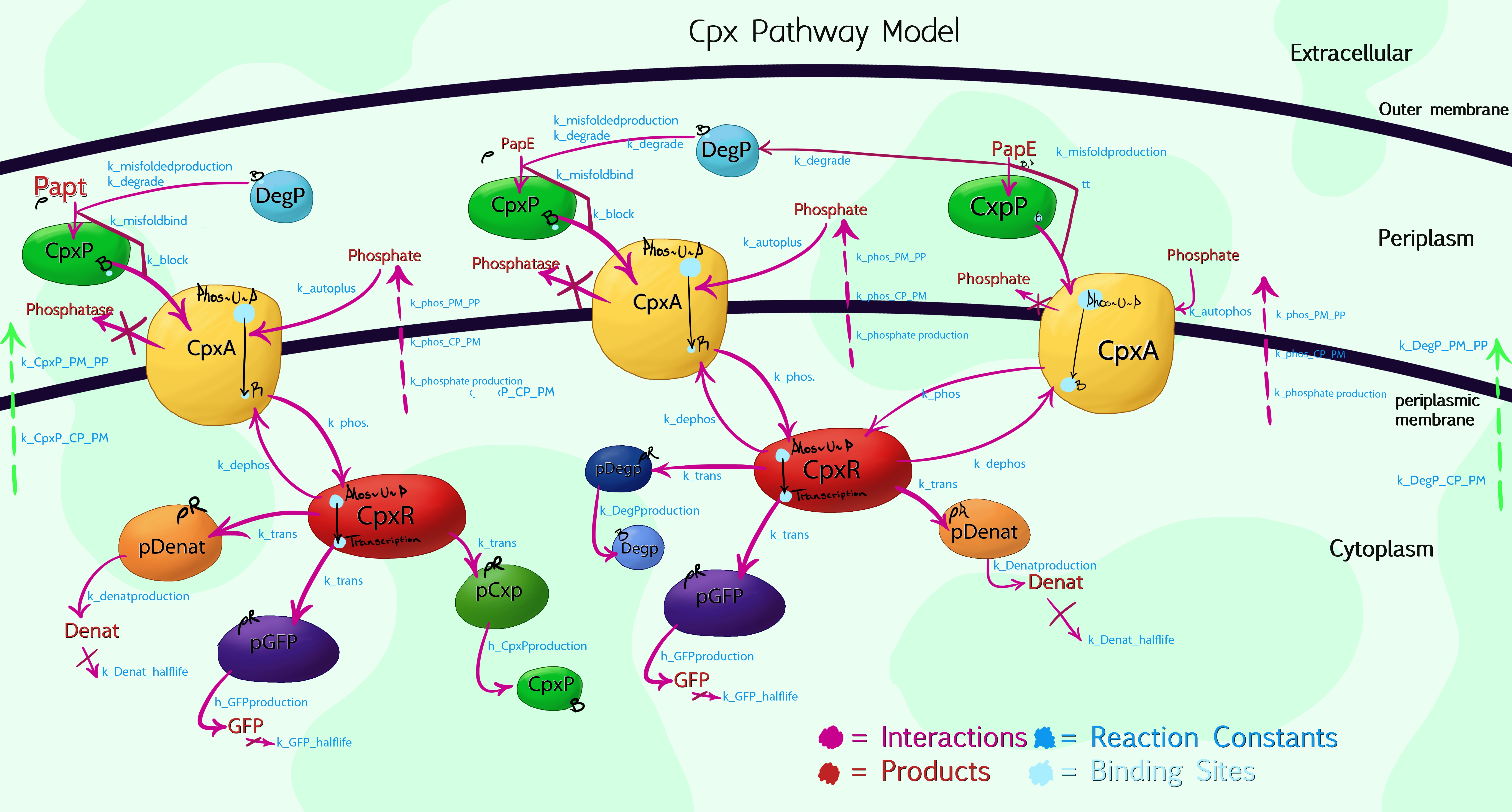 modelling of cpx pathway