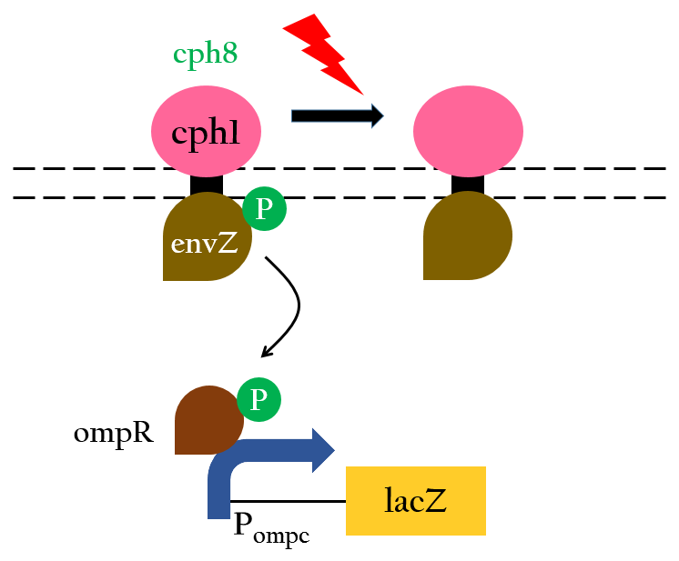Fig 3. The light receptor Cph8 is composed of Cph1(pink),the histidine kinase and response-regulator from EnvZ-OmpR(maroon). Red light inhibits this sensor autophosphorylating, so the gene expression is turned off.