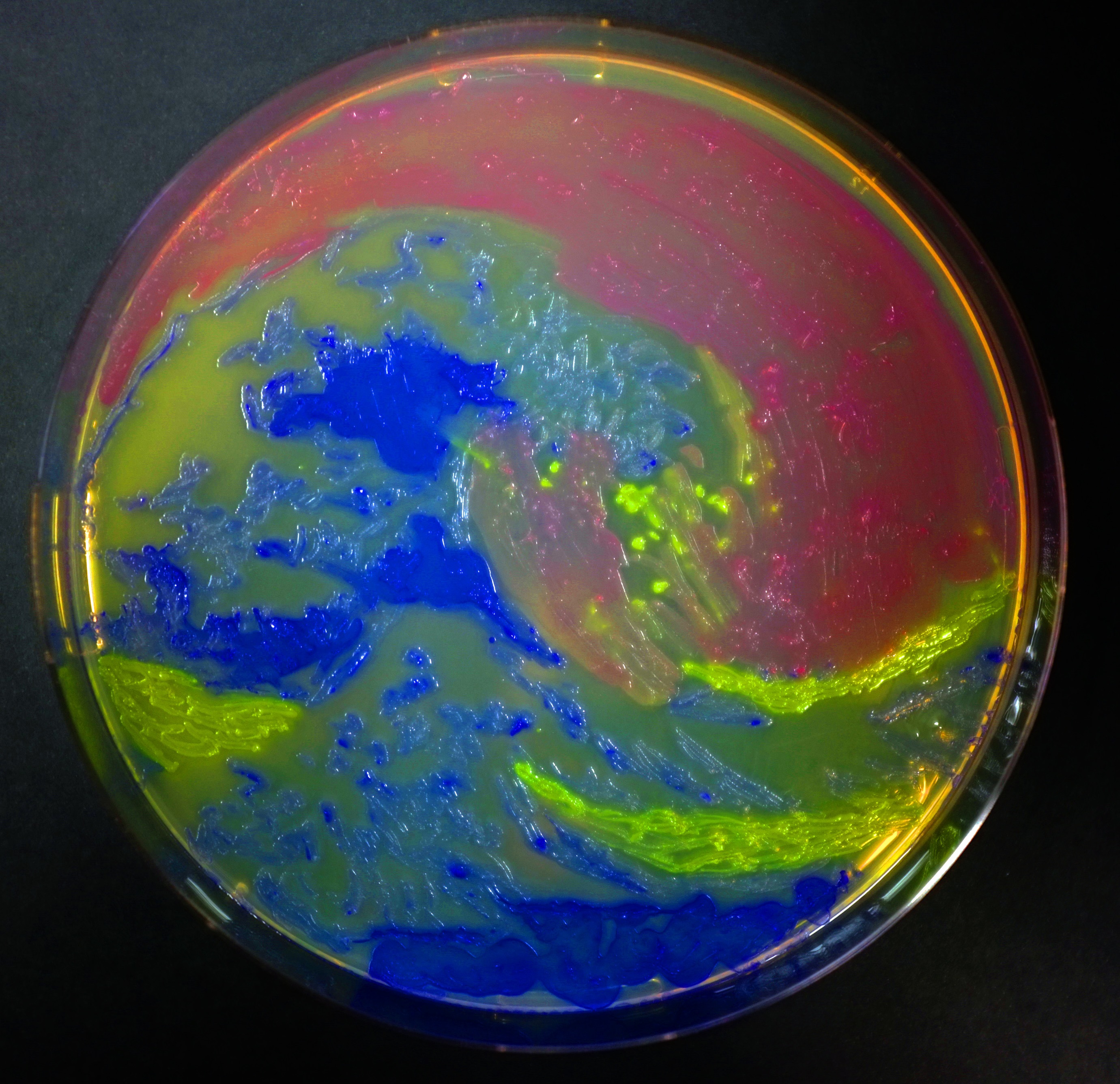 Hokusai's masterpiece, the Great Wave of Kanagawa, brought to you by pigmented and fluorescence E. coli.