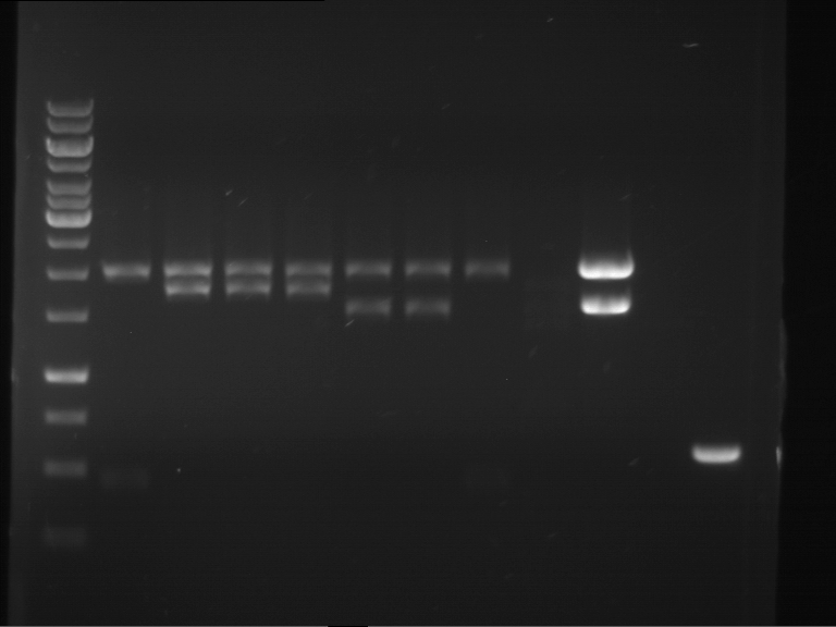 TUM13 20130630 analVerd P403-P410 P374 EcoRI.PstI PCRprod F153 F154.png