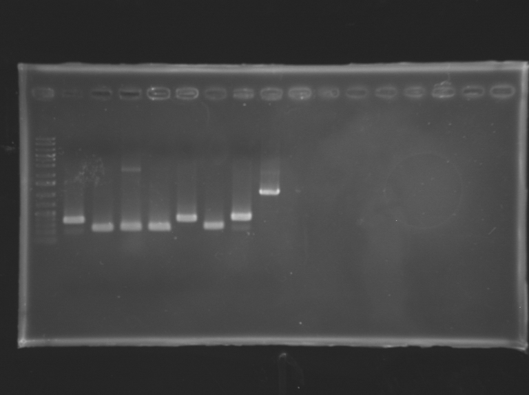 13-09-05 colony PCR pS005 C1-C8 BB verification primers.png