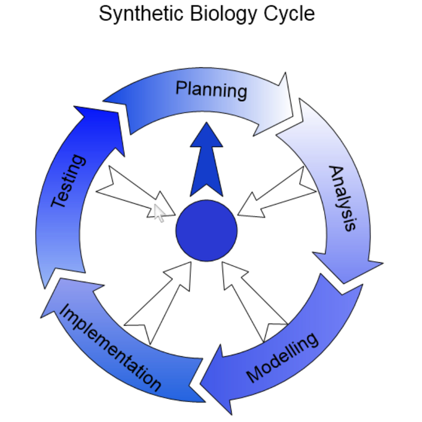 Synthetic Biology Cycle.jpg