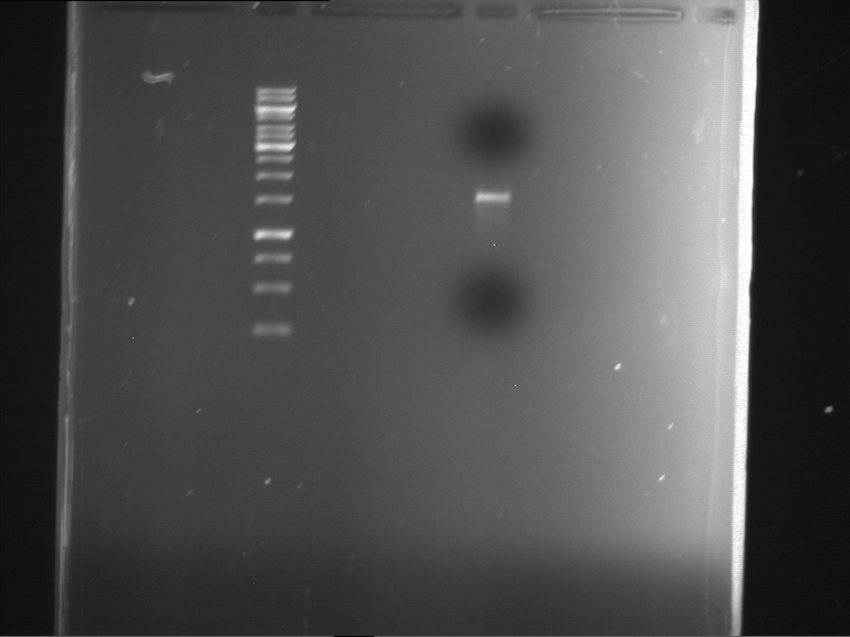TUM13 20130610 PCR P219.png
