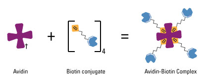 Avidin-Biotin-Interaction1.jpg