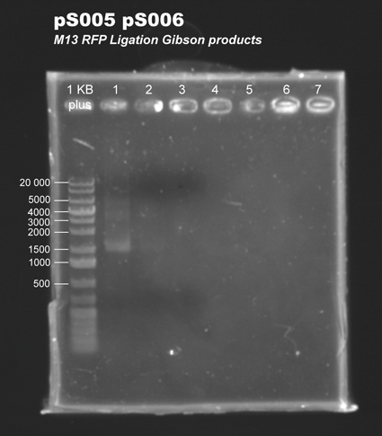 130828 pS005 pS006 M13RFP LigationGibson products.jpg