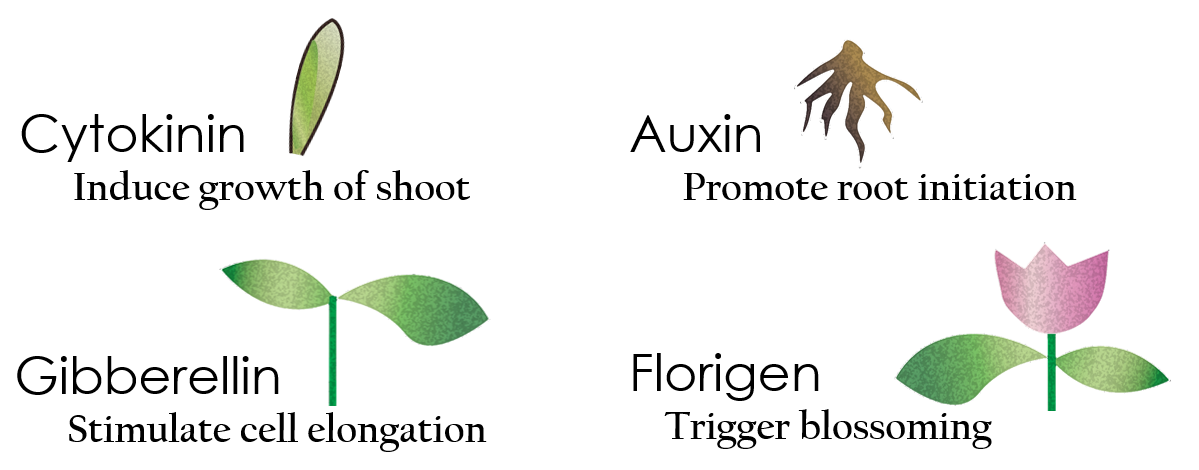 Fig 19.  Four hormones and their functions
