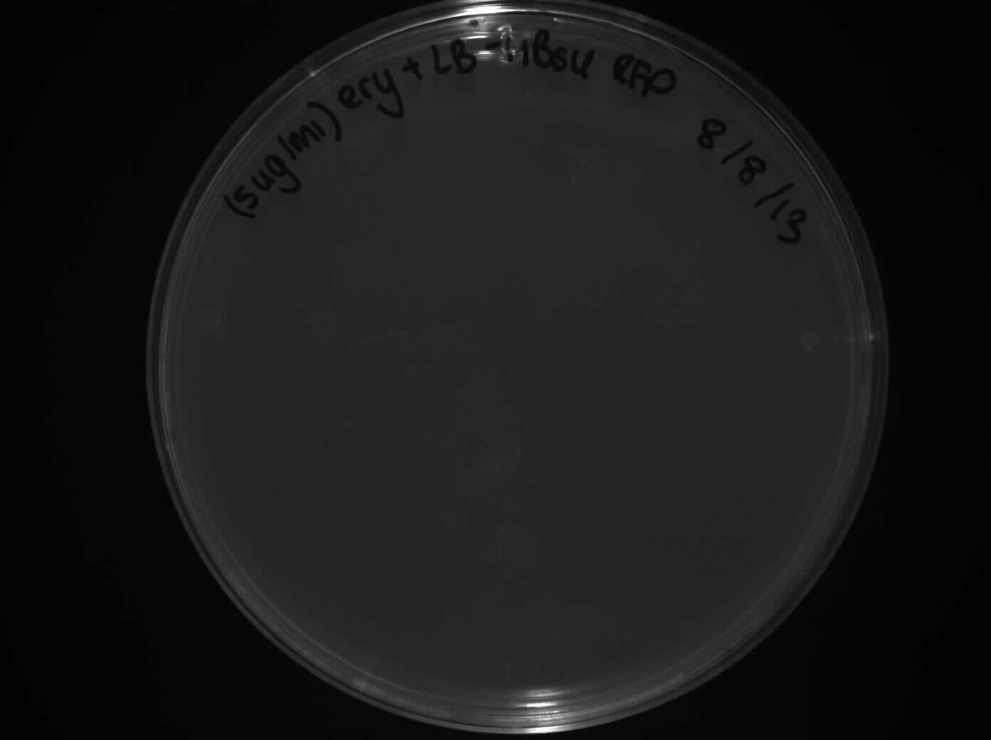 Barecillus LB ery HBsu-RFP 0908.jpg