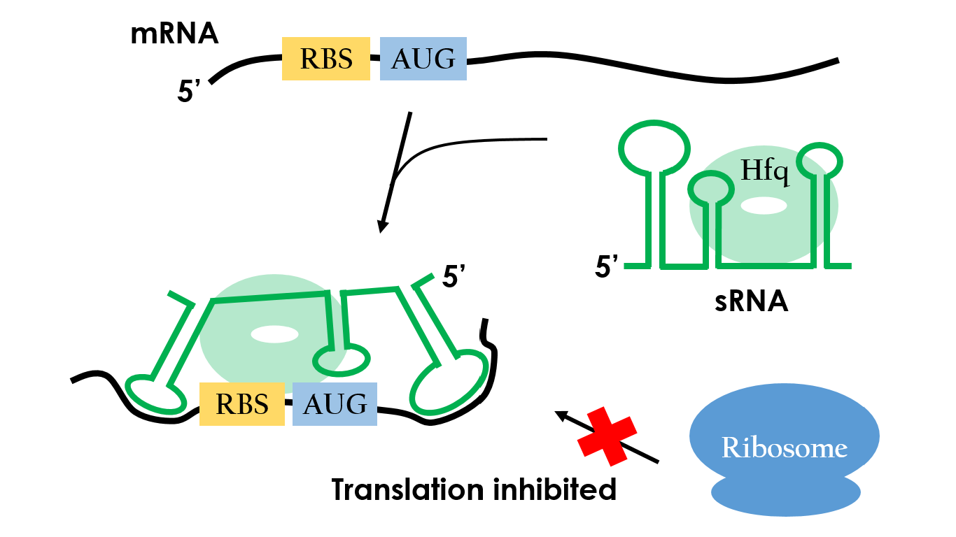 Fig 8. sRNA-Hfq complex specifically binds on target gene, forming a blockade of ribosome binding. Therefore, the translation is inhibited. Karen M. Wassarman, 2002, Small RNAs in Bacteria: Regulators of Gene Expression in Response to Environmental Changes