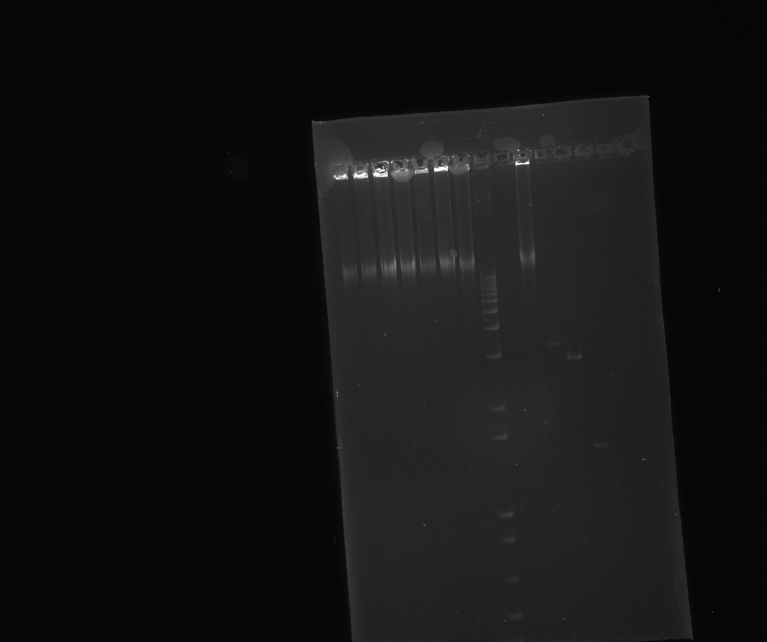 2013-07-09 nir PCR product2.jpg