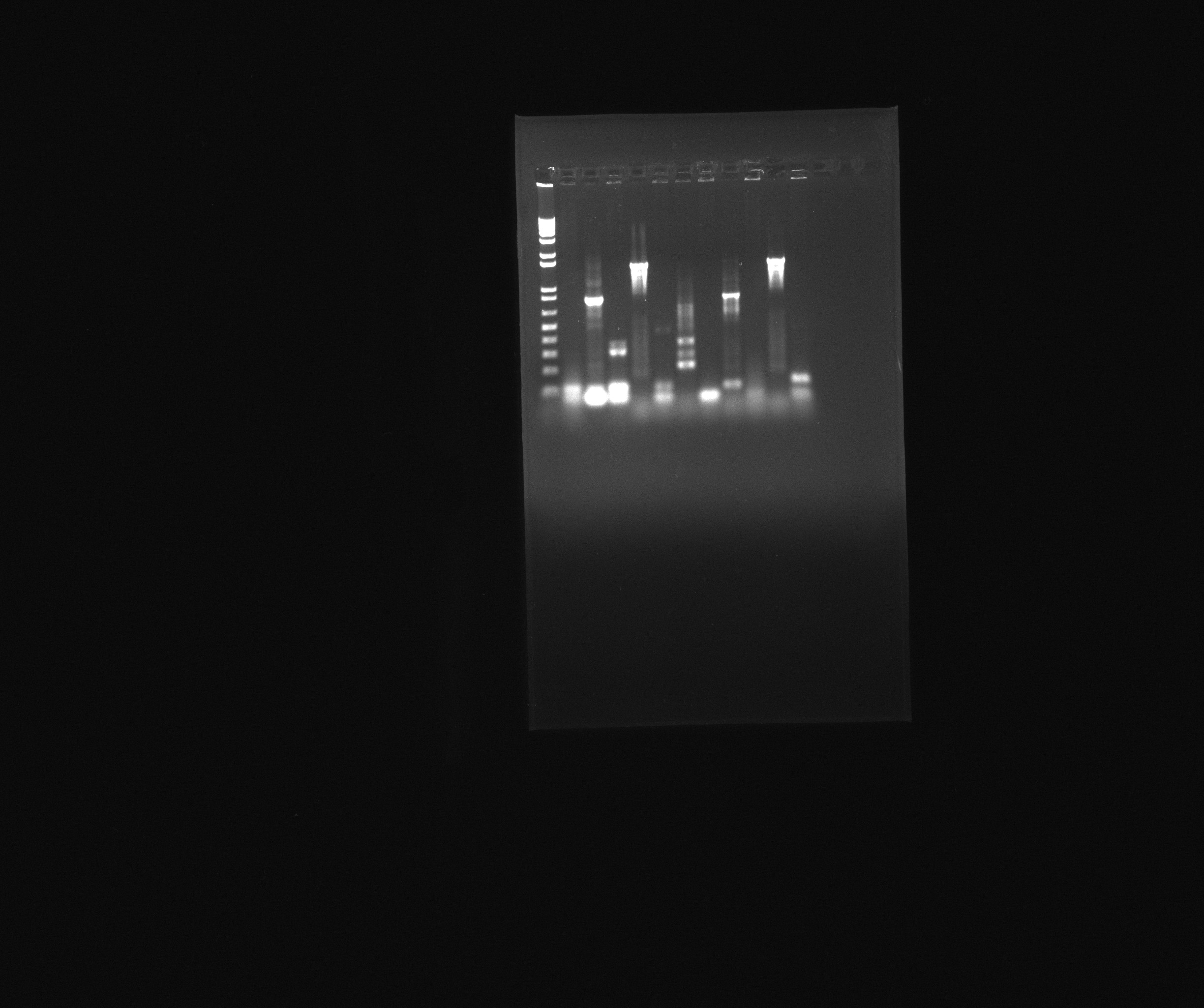 03.07.13 Colony PCR.jpg