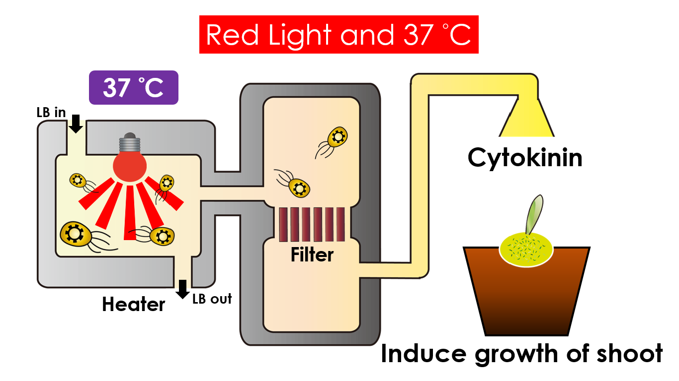 Fig 17.  Cytokinin production under the condition of red light and 37°C