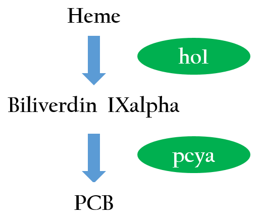 Figure 2. Phycocyanobilin is the part of photoreceptor that responds to light, and it is not naturally produced in E.coli,so we introduced two phycocyanobilin-biosynthesis genes (ho1 and pcya) from Synechocystis that convert heme into phycocyanobilin.