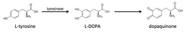 L-tyrosine oxidation to L-DOPA and dopaquinone.png