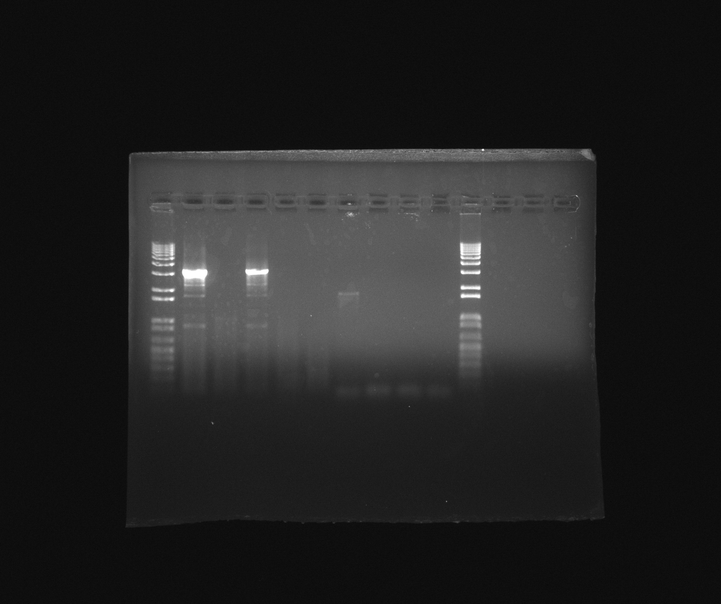 2013-07-30 PCR.jpg