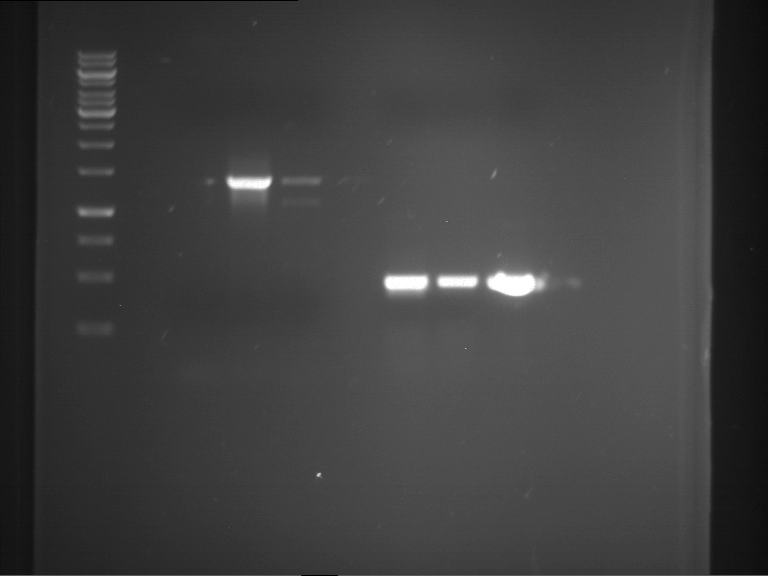 TUM13 20130611 PCR P143 TaqStand TaqGC Herc P192 TaqStand TaqGC Herc.png
