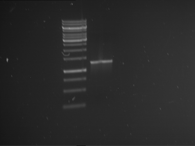 TUM13 20130515 PCR P16.png