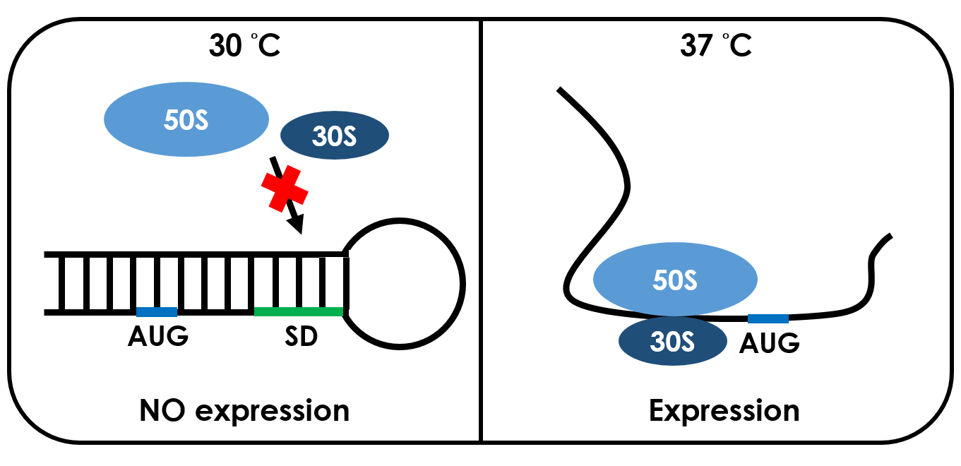 Fig 6. At the left, the RNA forms stable base-pairs on the Shine-Dalgarno sequence (SD sequence), disabling the ribosome to bind. (SD sequence is the polypurine sequence AGGAGG centered about 10 bp before the AUG initiation codon on bacterial mRNA.) It is now in the off-state. The base-pairing of this RNA region will block the expression of the protein encoded behind it. On the other hand, at the right, the highlighted Shine-Dalgarno sequence becomes exposed, allowing the binding of the 30S ribosomal subunit. Translation can now initiate, because the ribosome is able to bind to Shine Dalgarno region. The system is now in the on-state.
