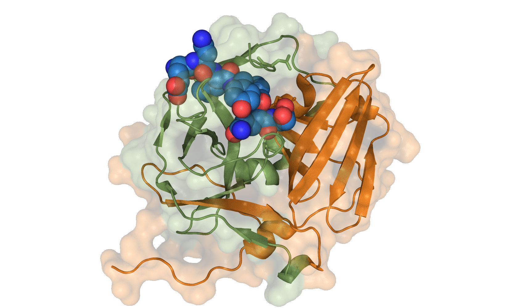 TEV Protease with TEV recognition site.png