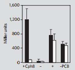 Fig 4. Miller assay (lacZ expression)showing that Cph8 is active in the dark (black bars) in the presence of PCB and inactive in the light (white bars). There is no light-dependent activity in the absence of Cph8 (-) and there is constitutive activity when only the histidine kinase domain of EnvZ is expressed (+), or when the PCB metabolic pathway is not included (-PCB). from Levskaya, A. et al .(2005). Engineering Escherichia coli to see light. Nature, 438(7067), 442.